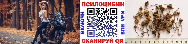 наркотики  Зарайск  Галлюциногенные грибы Psilocybe 